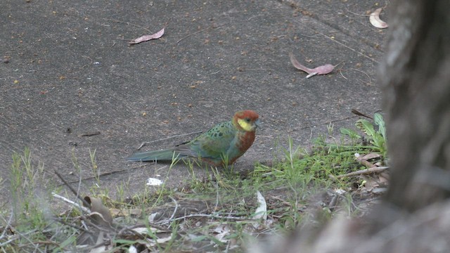 ココノエインコ - ML482713631