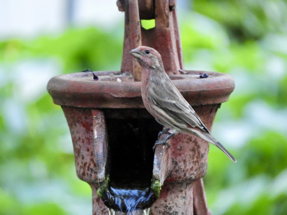 House Finch - ML482715011