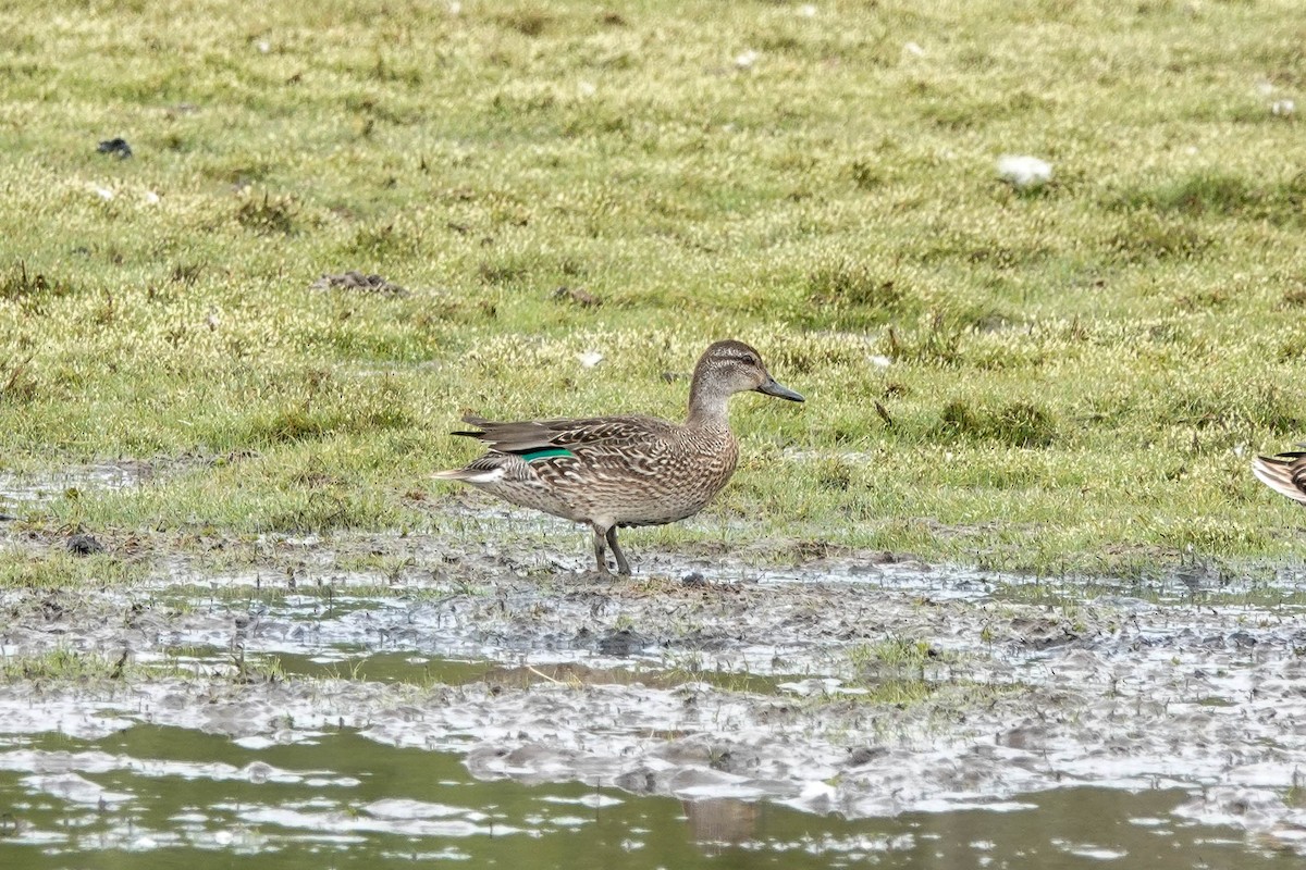 Green-winged Teal - ML482715081