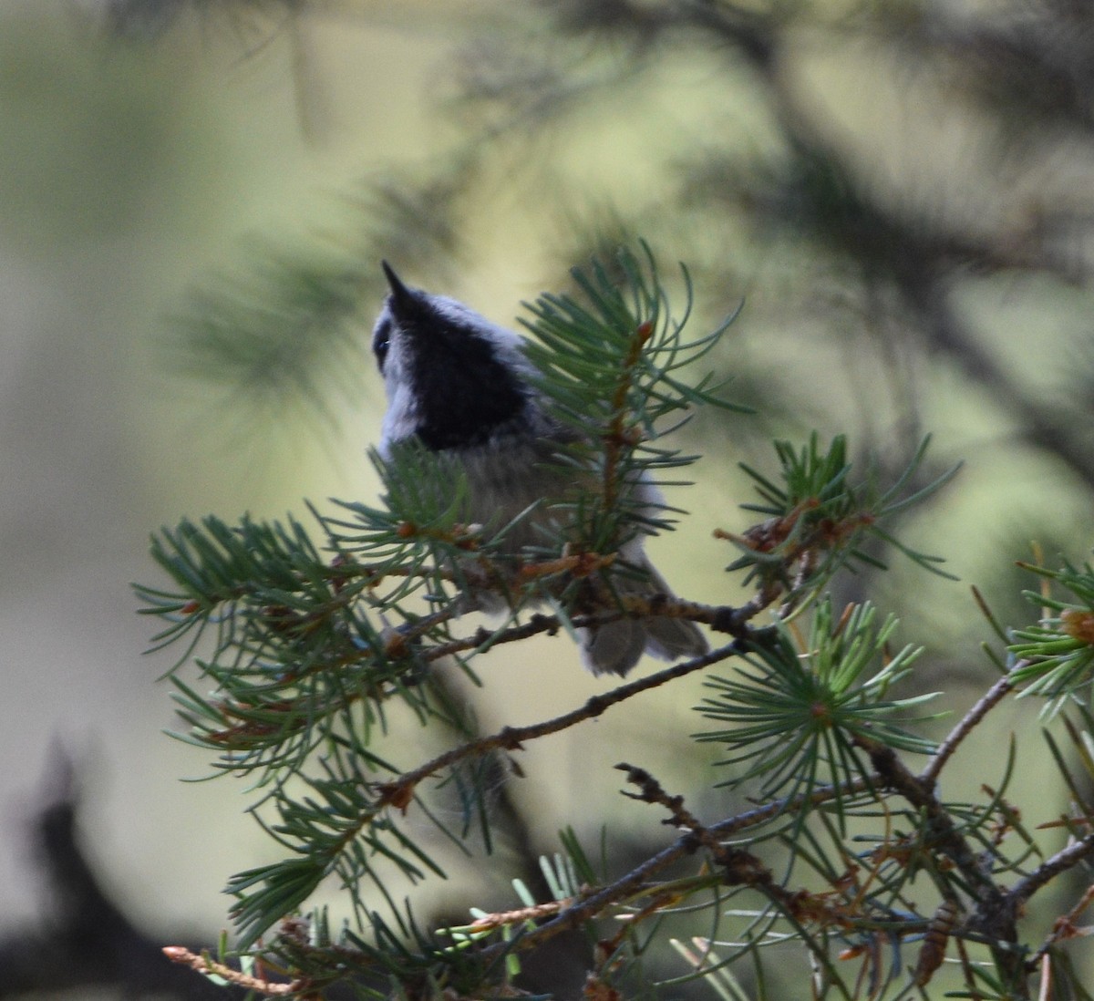 Mountain Chickadee - ML482717181