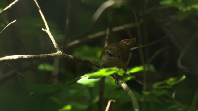 Carolina Wren - ML482719