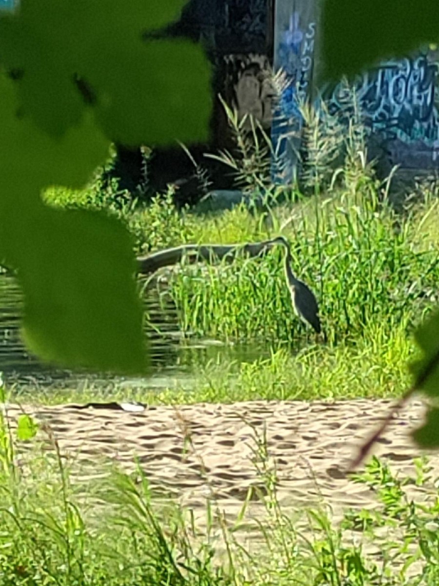 Great Blue Heron (Great Blue) - ML482719691