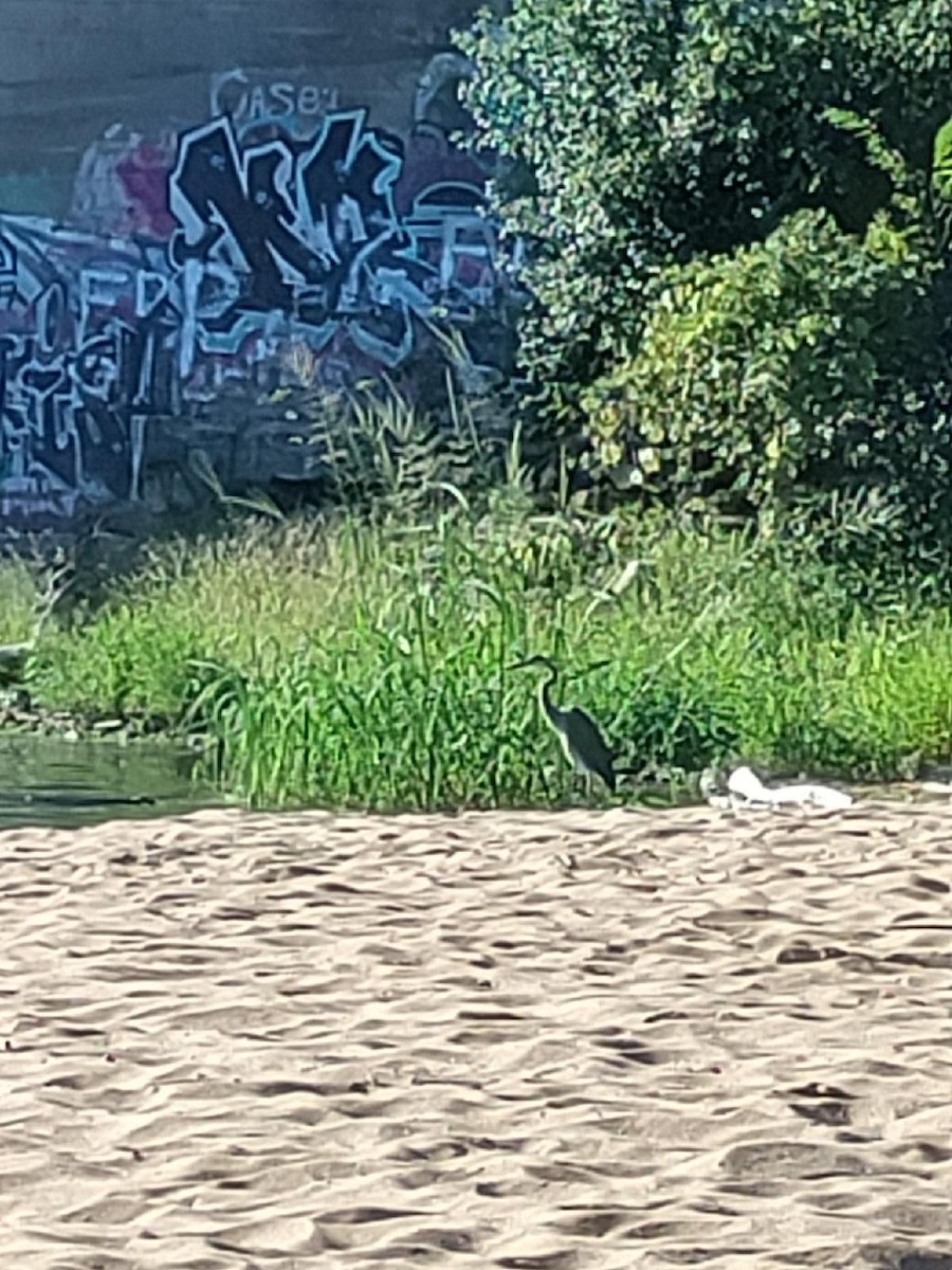 Great Blue Heron (Great Blue) - ML482719701