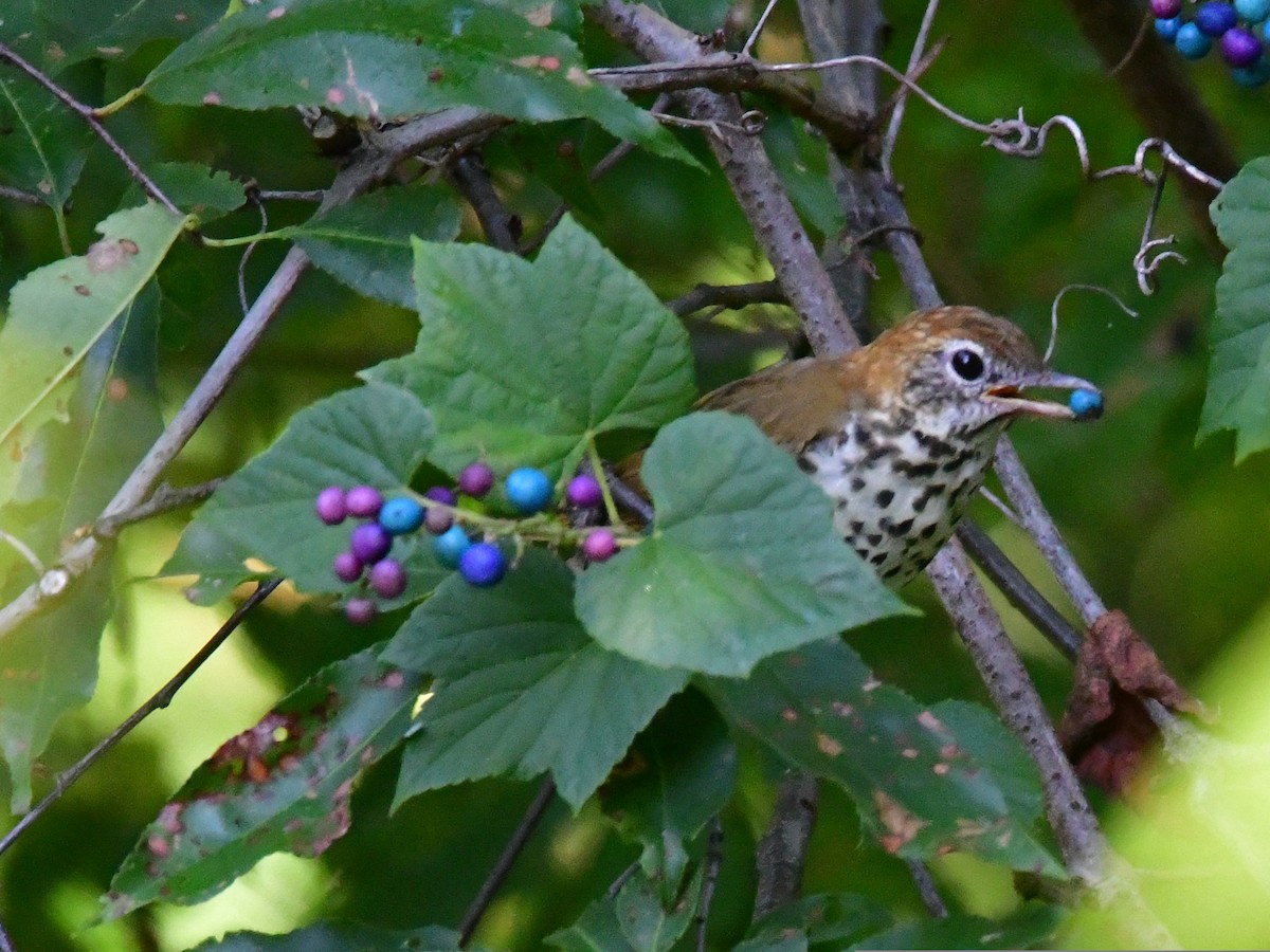 Wood Thrush - ML482721261