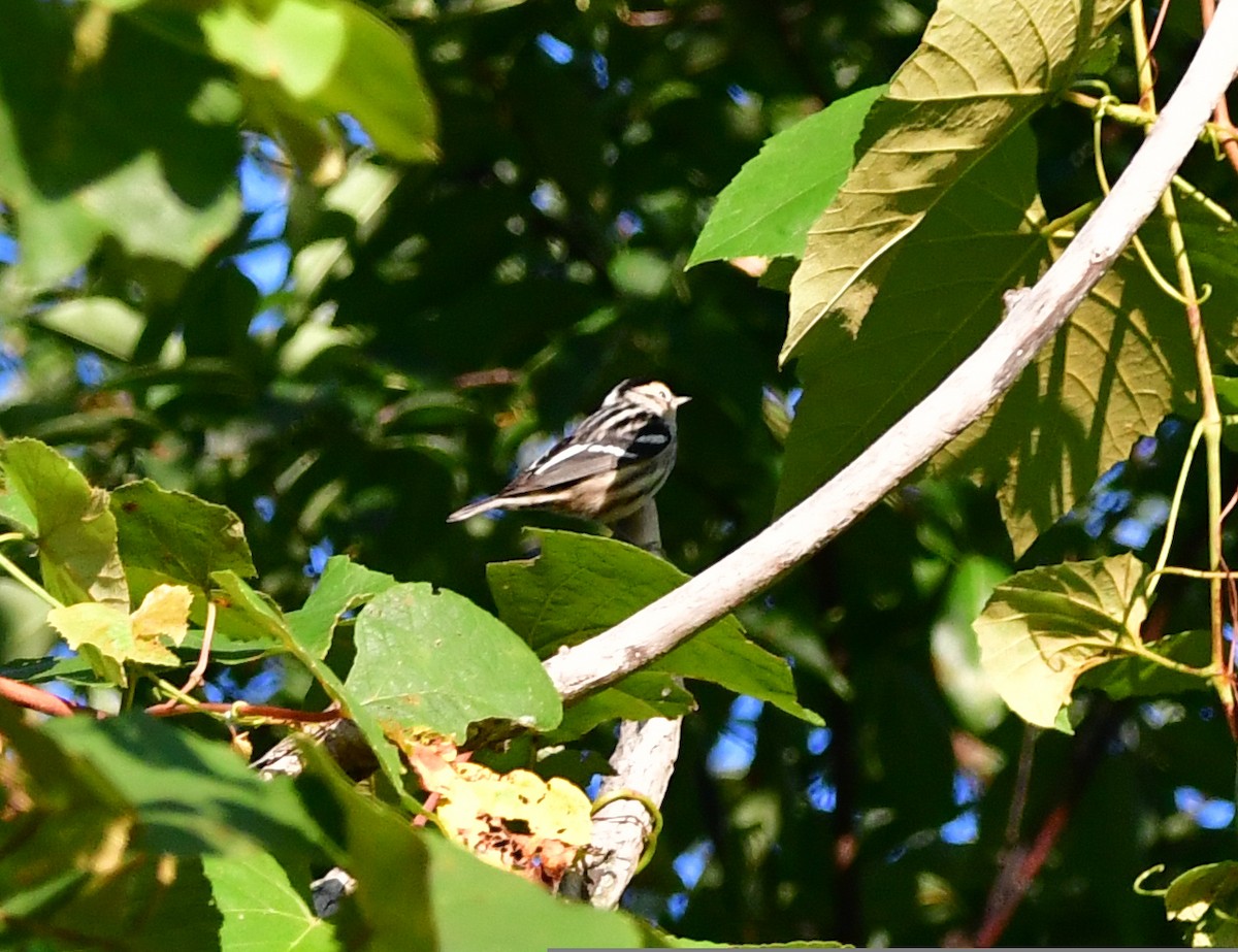 Black-and-white Warbler - ML482721431