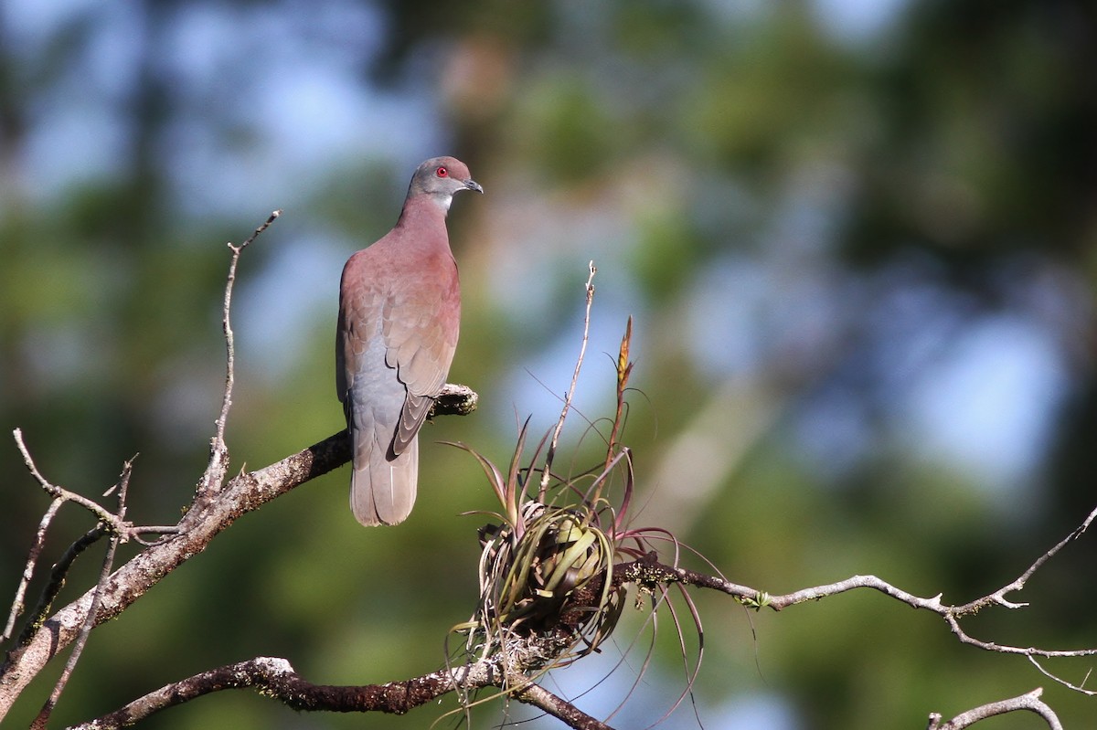 Pale-vented Pigeon - ML48272211