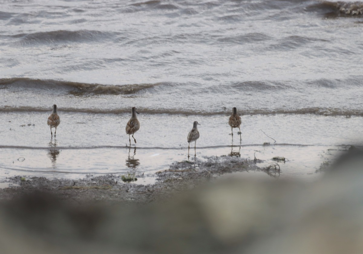 Bindenstrandläufer - ML482723061