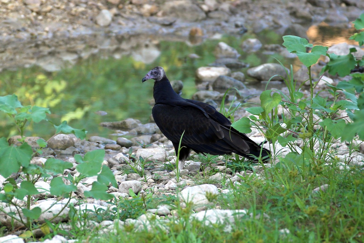 Turkey Vulture - ML482723111