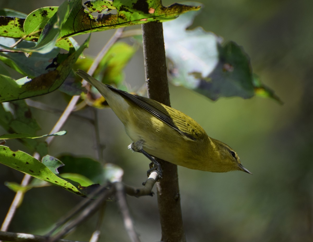 Tennessee Warbler - ML482723751