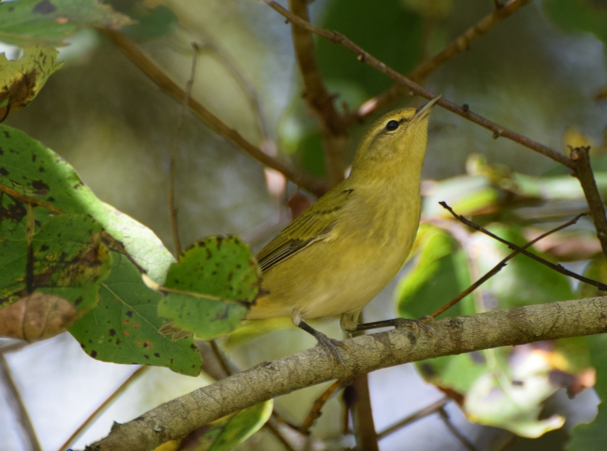 Tennessee Warbler - ML482723771