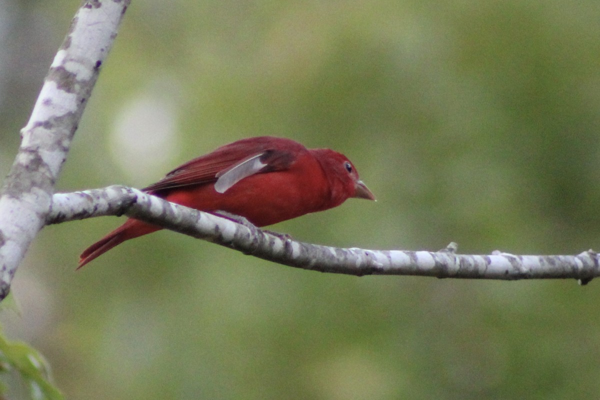 Summer Tanager - ML482724391