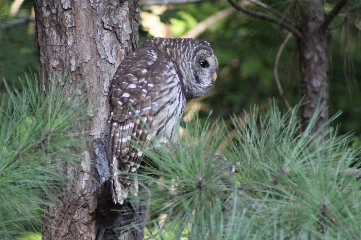 Barred Owl - ML482724401