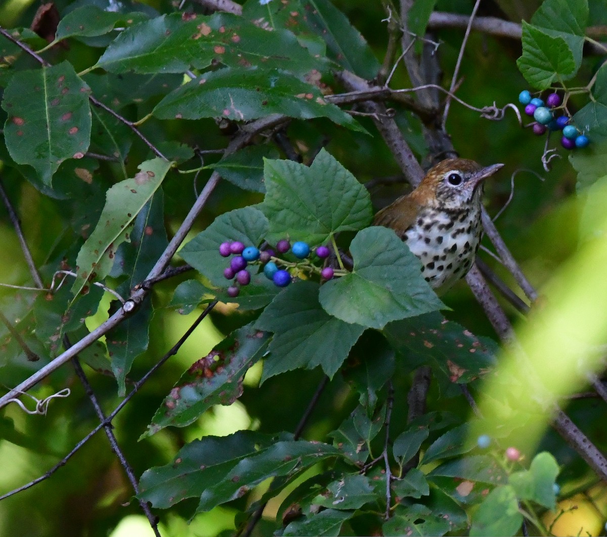 Wood Thrush - ML482724861