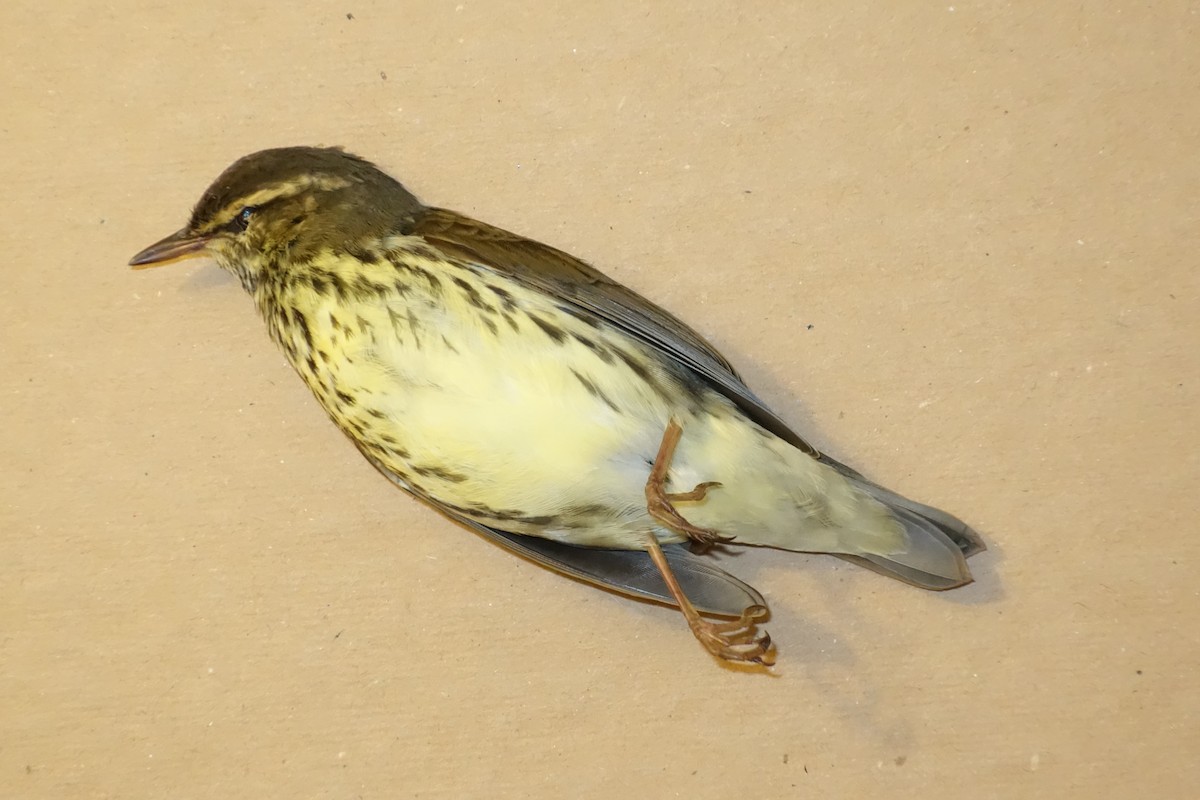 Northern Waterthrush - R J O