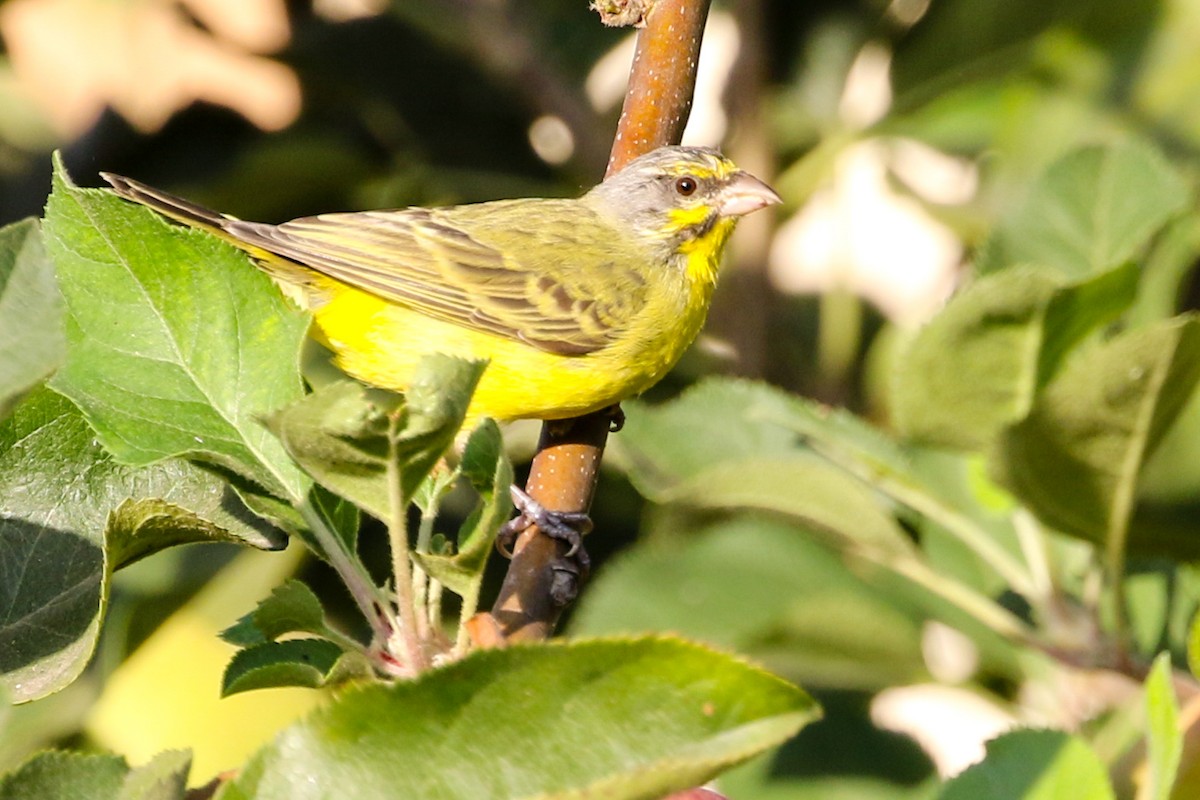 Yellow-fronted Canary - ML482725481