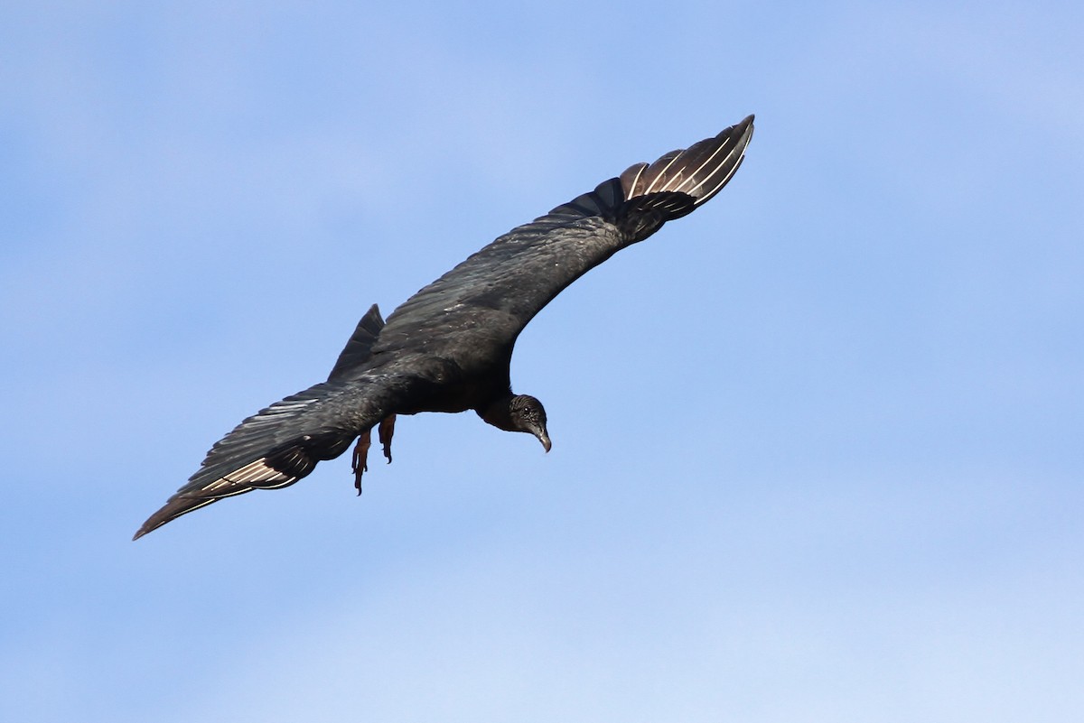 Black Vulture - ML48272711
