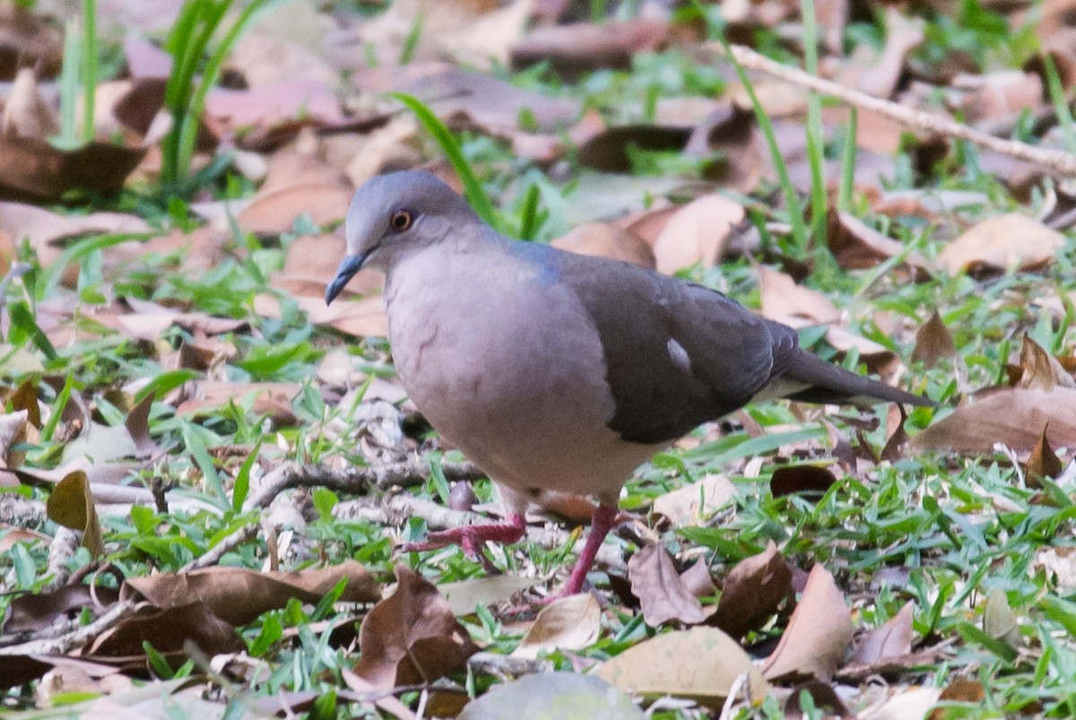 White-tipped Dove - ML482727451