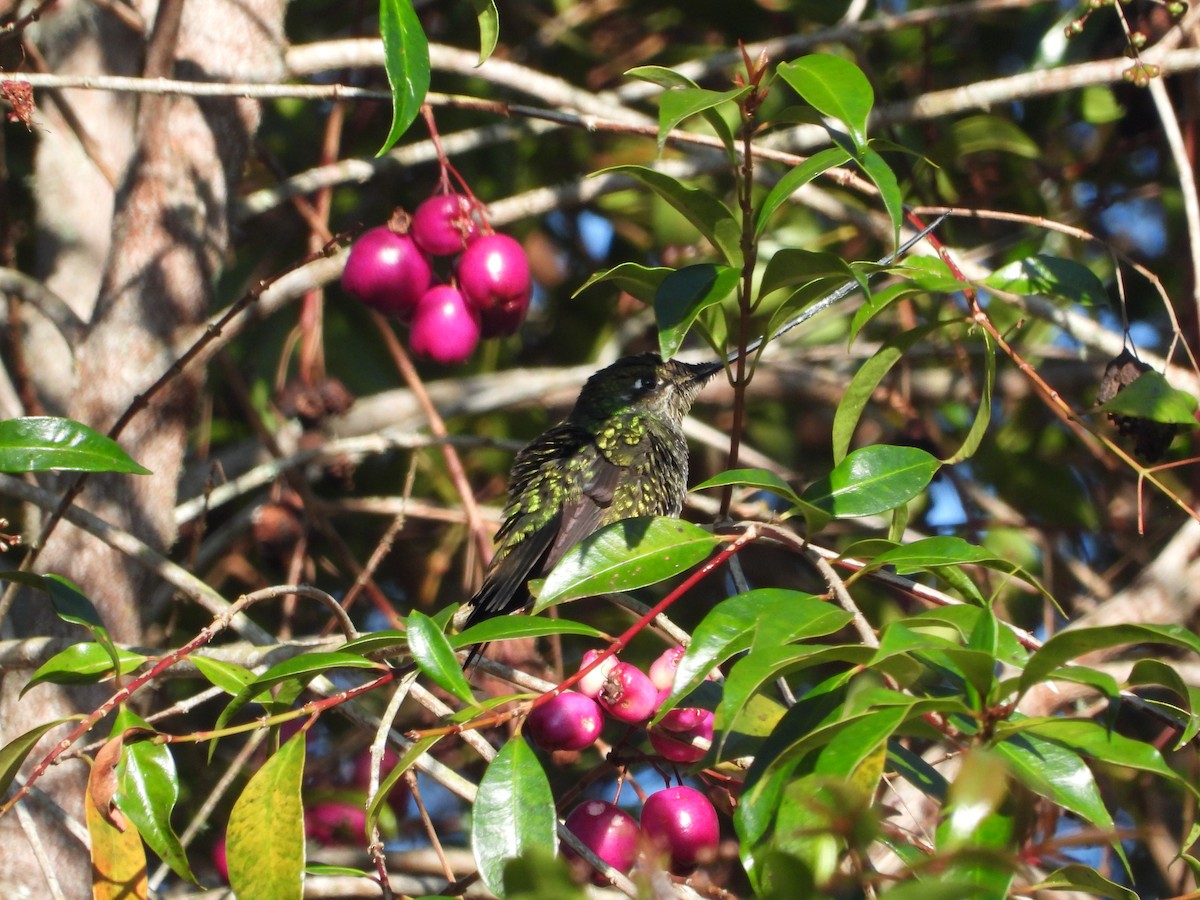 Sword-billed Hummingbird - ML482727501