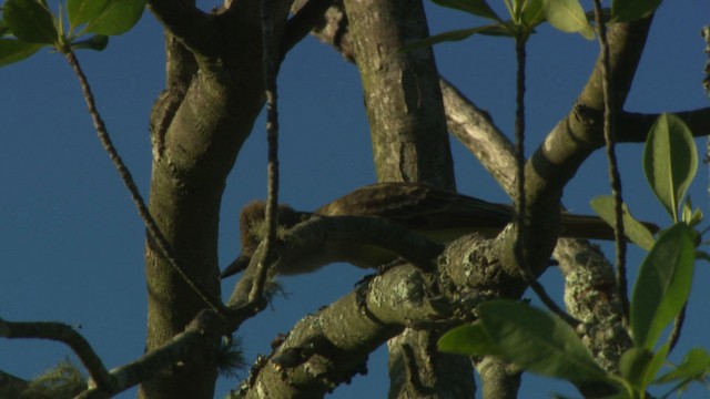 Great Crested Flycatcher - ML482728