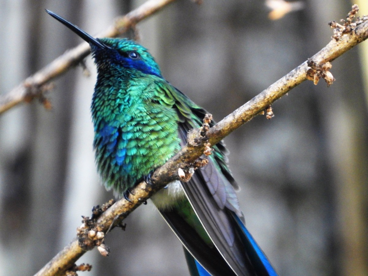 kolibřík modrolící - ML482728301