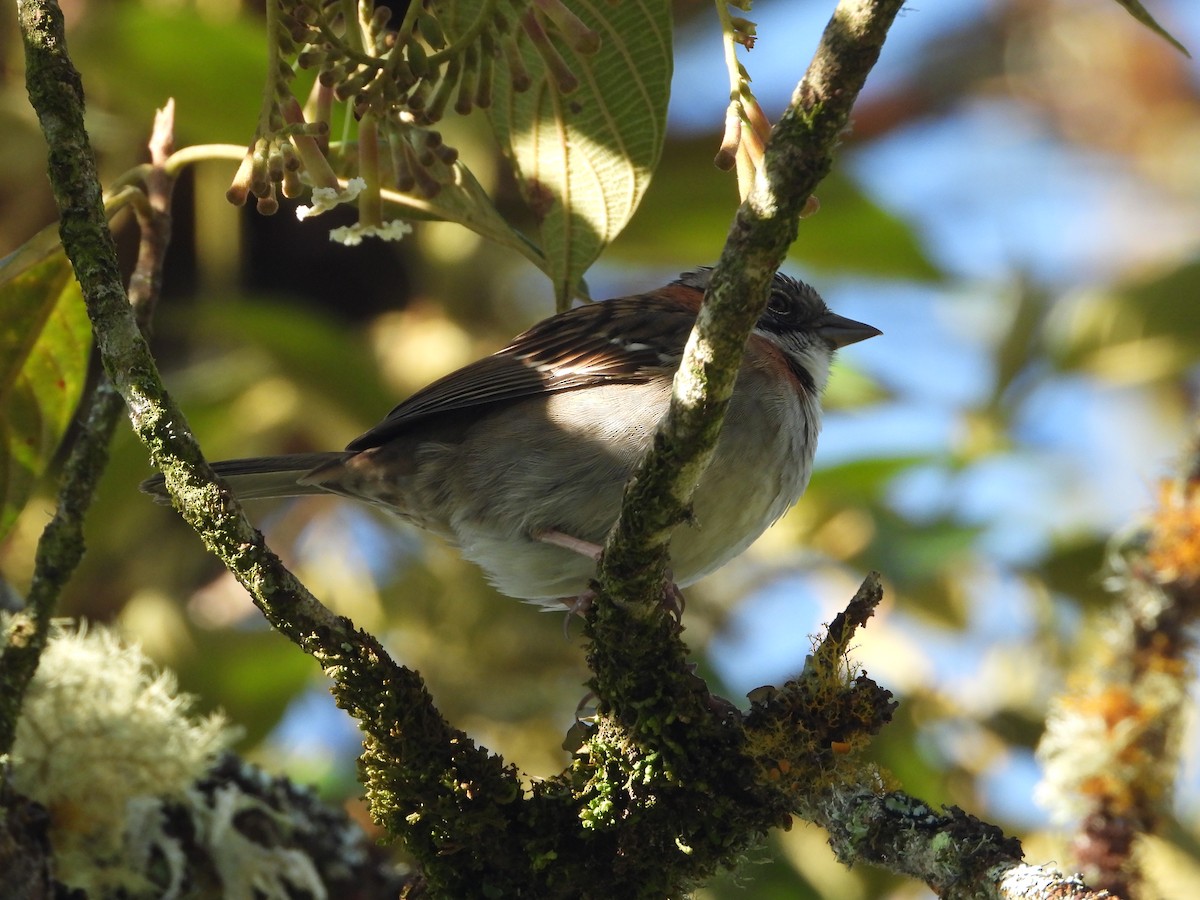 Rufous-collared Sparrow - ML482728581