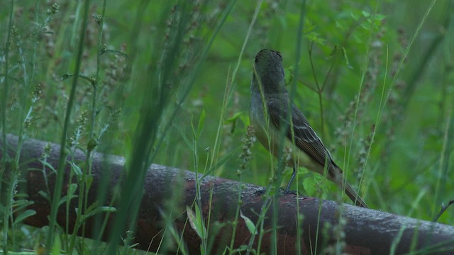 Great Crested Flycatcher - ML482729