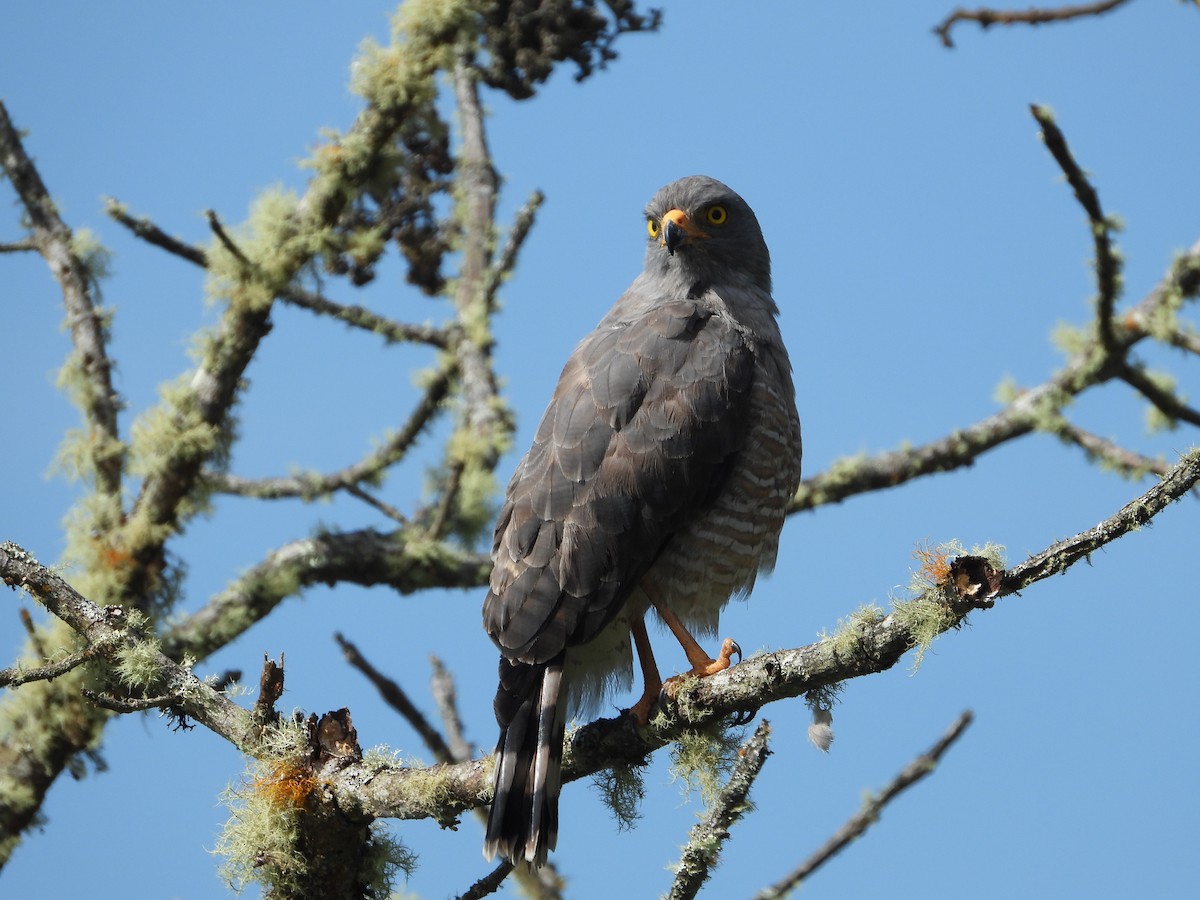 Roadside Hawk - ML482729121