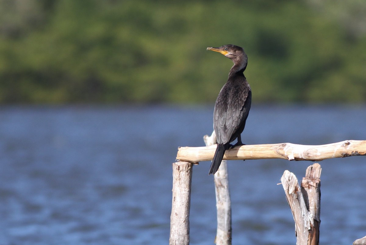 Neotropic Cormorant - ML48272951