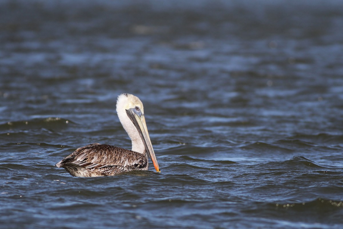 Brown Pelican - ML48272971