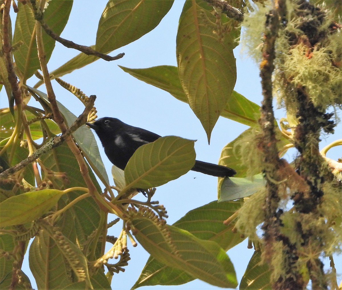 Pinchaflor Flanquiblanco - ML482729931