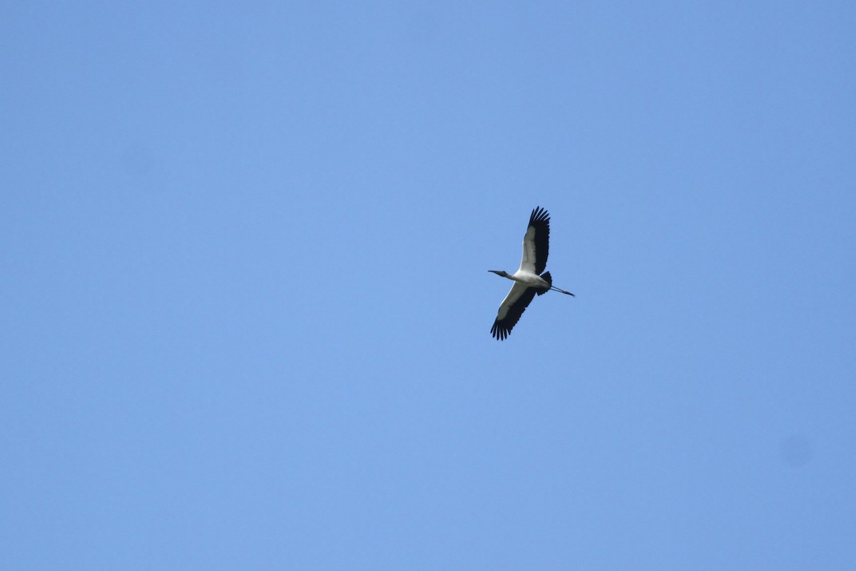 Wood Stork - ML48273011
