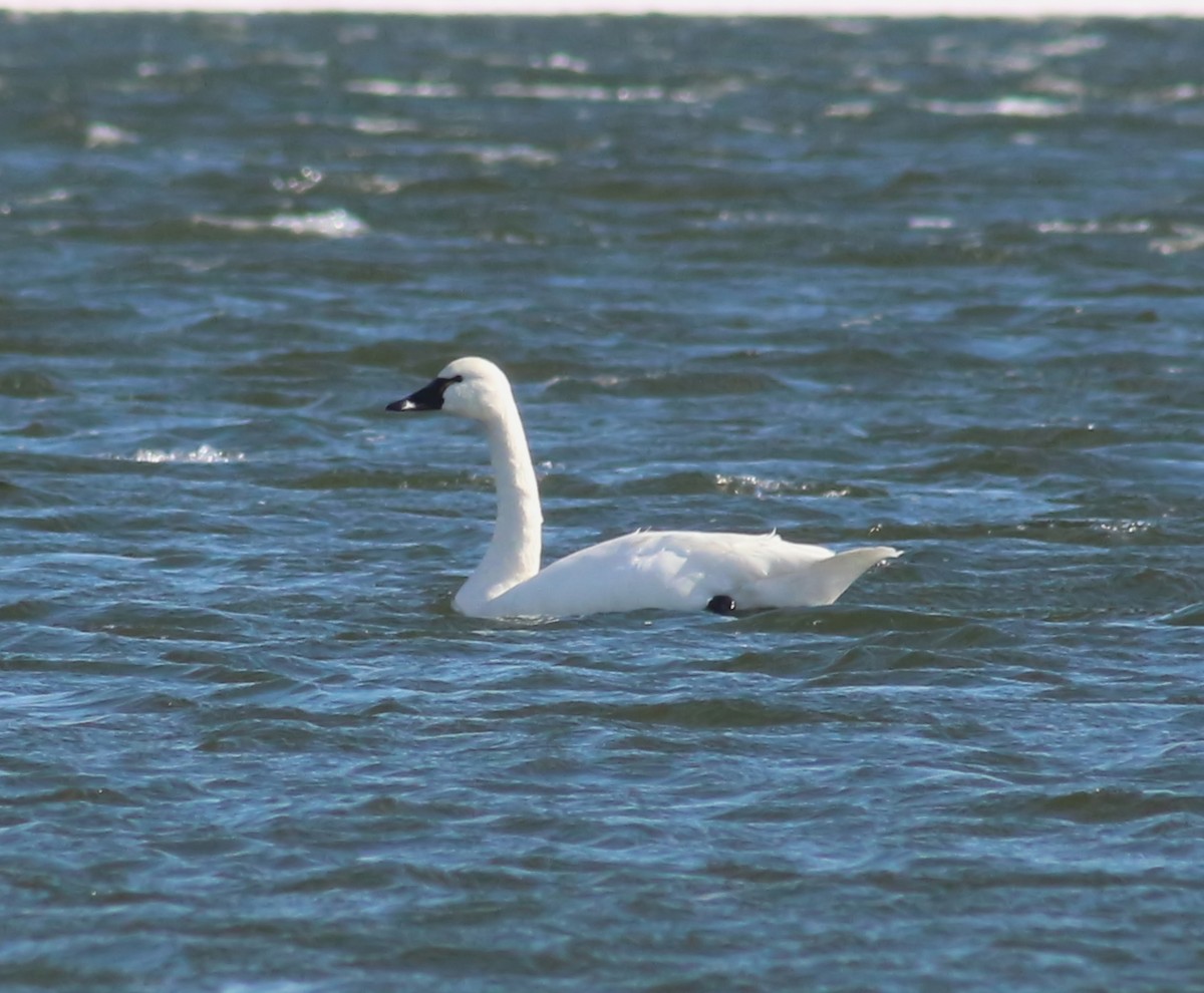 Tundra Swan - ML48273041