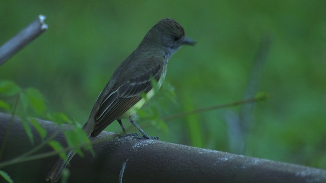 Great Crested Flycatcher - ML482731