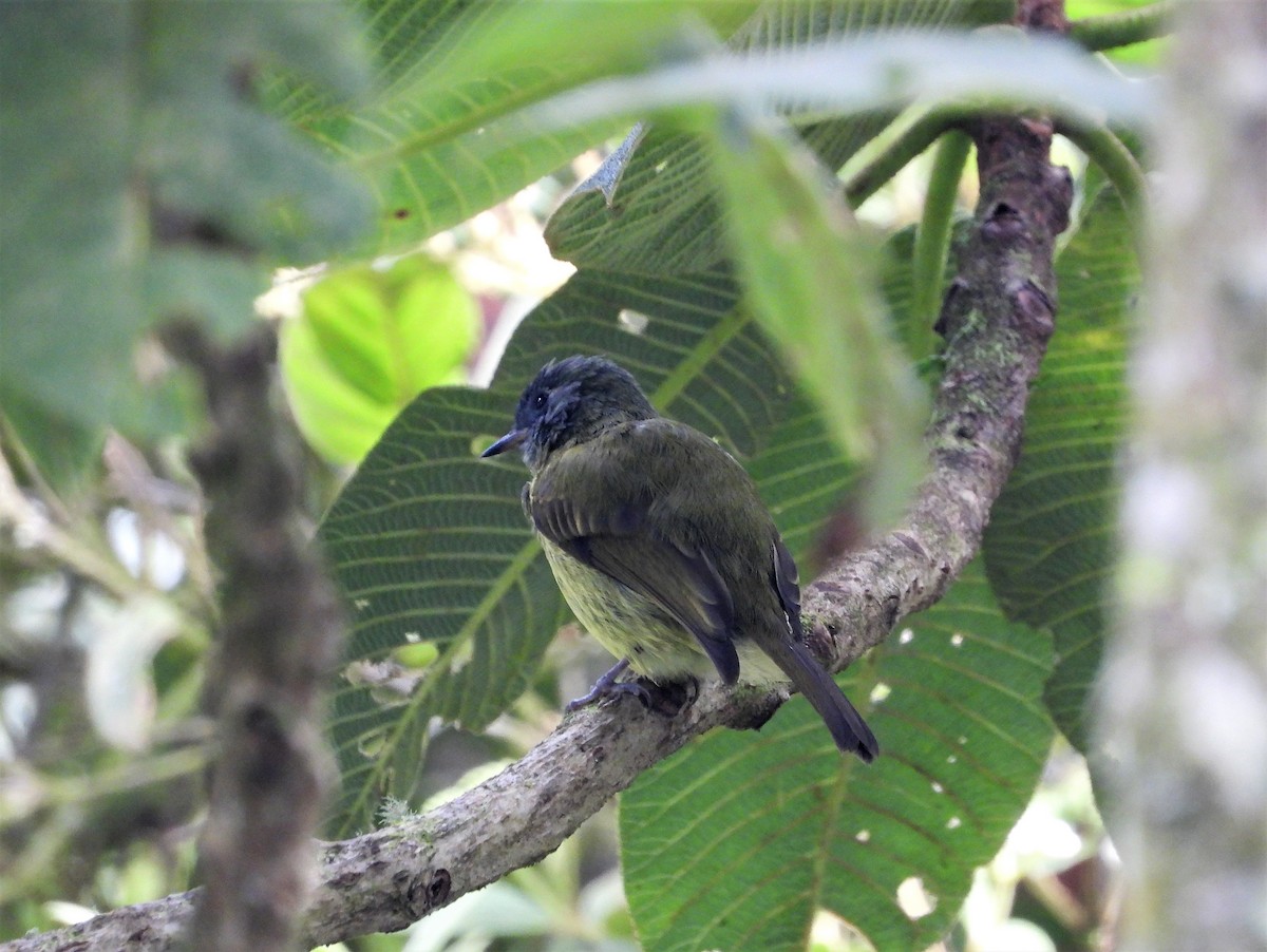 Olive-striped Flycatcher - ML482731031