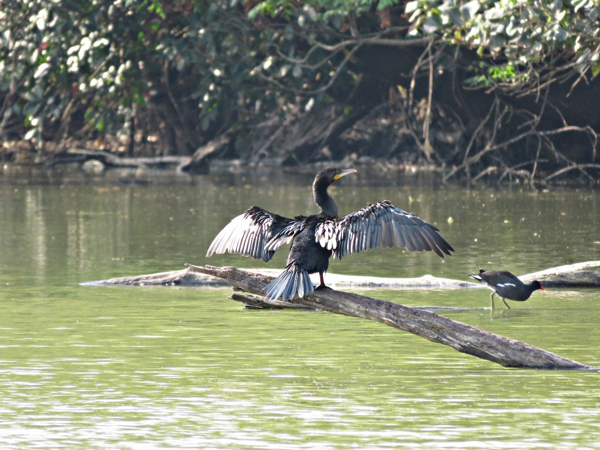 Neotropic Cormorant - Fábio Toledo das Dores