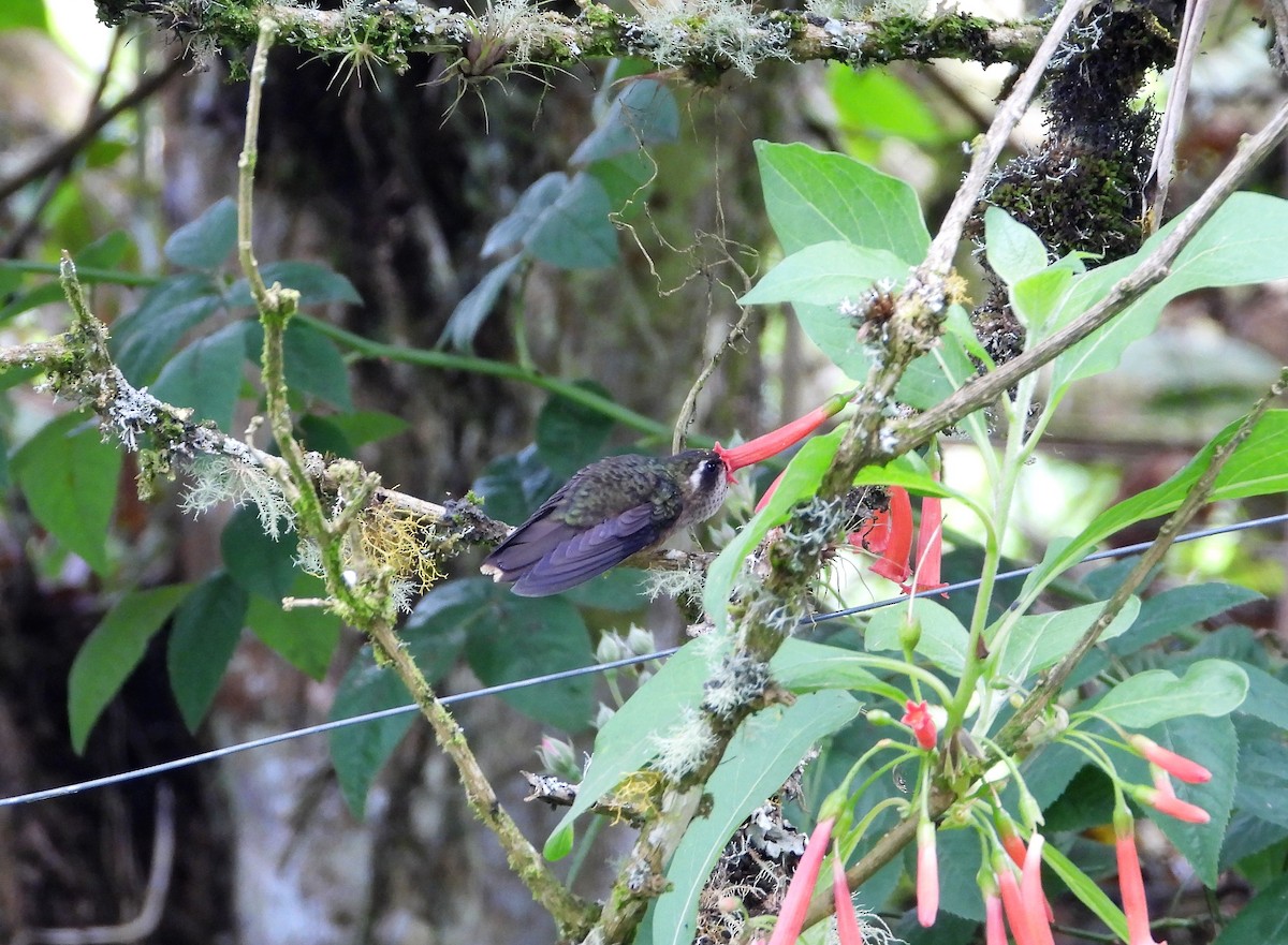 Speckled Hummingbird - ML482731331