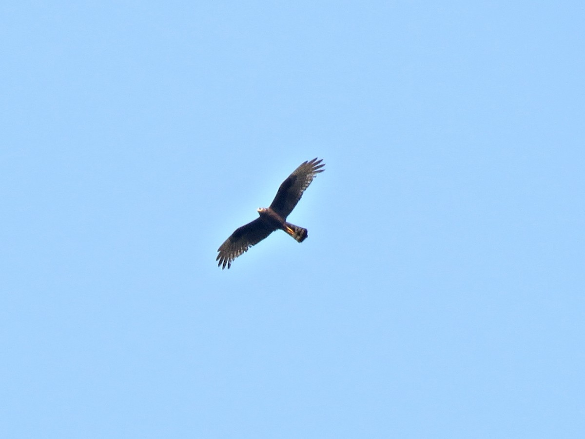 Long-winged Harrier - ML482731411