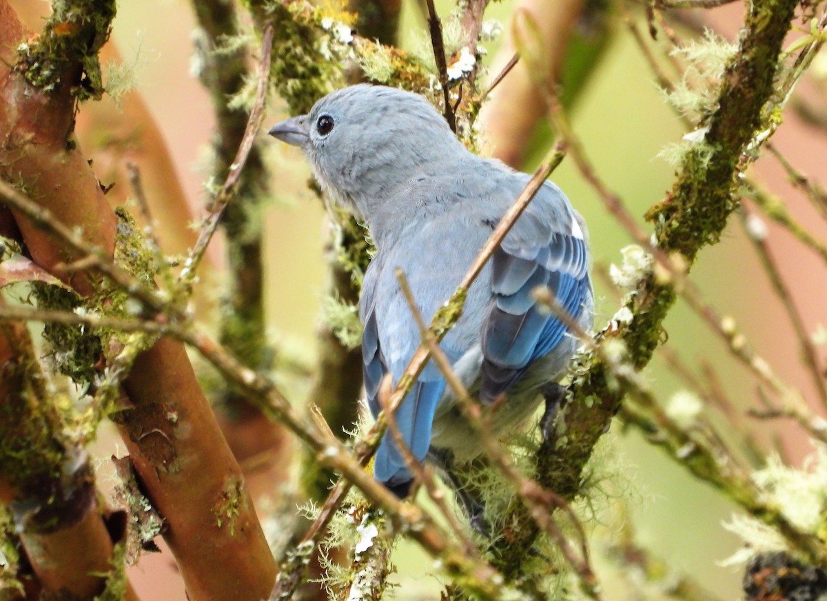 Blue-gray Tanager - ML482731591