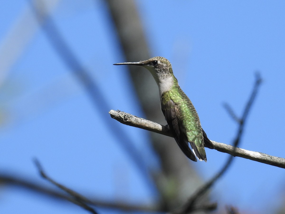 Colibrí Gorjirrubí - ML482732041