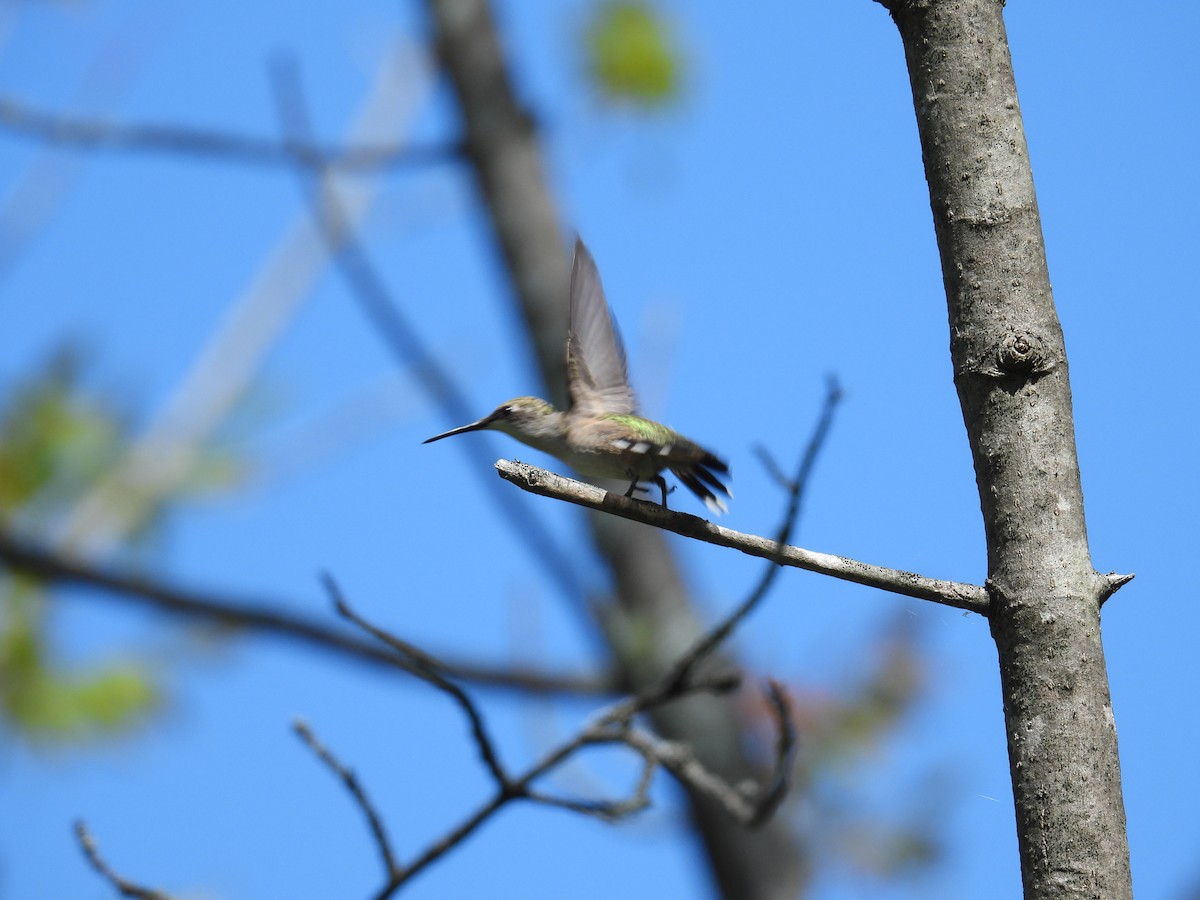 Ruby-throated Hummingbird - ML482732051