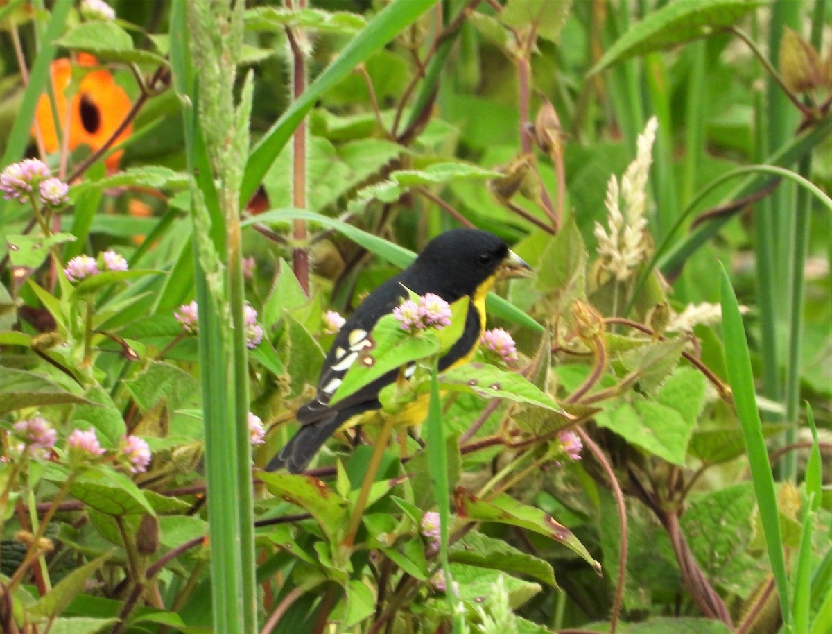 Lesser Goldfinch - ML482732531