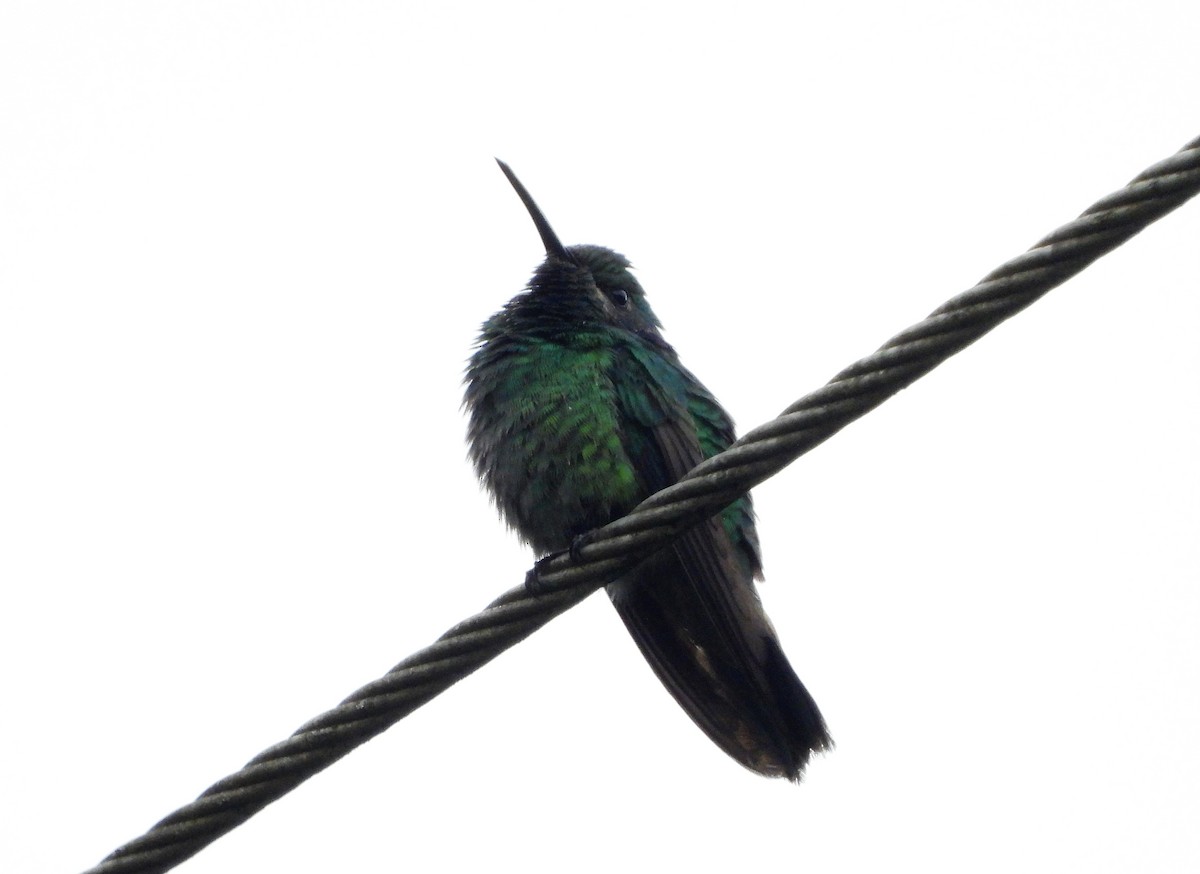 Glittering-throated Emerald - ML482732941