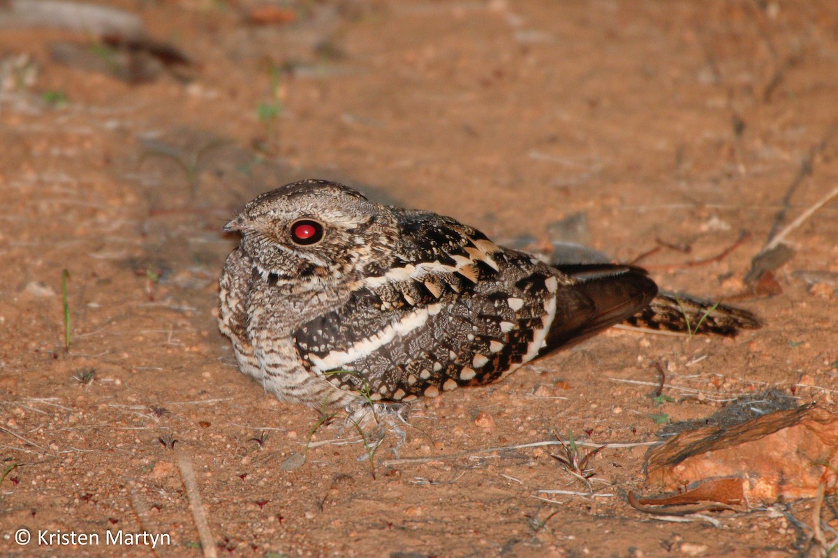 Square-tailed Nightjar - ML482733381