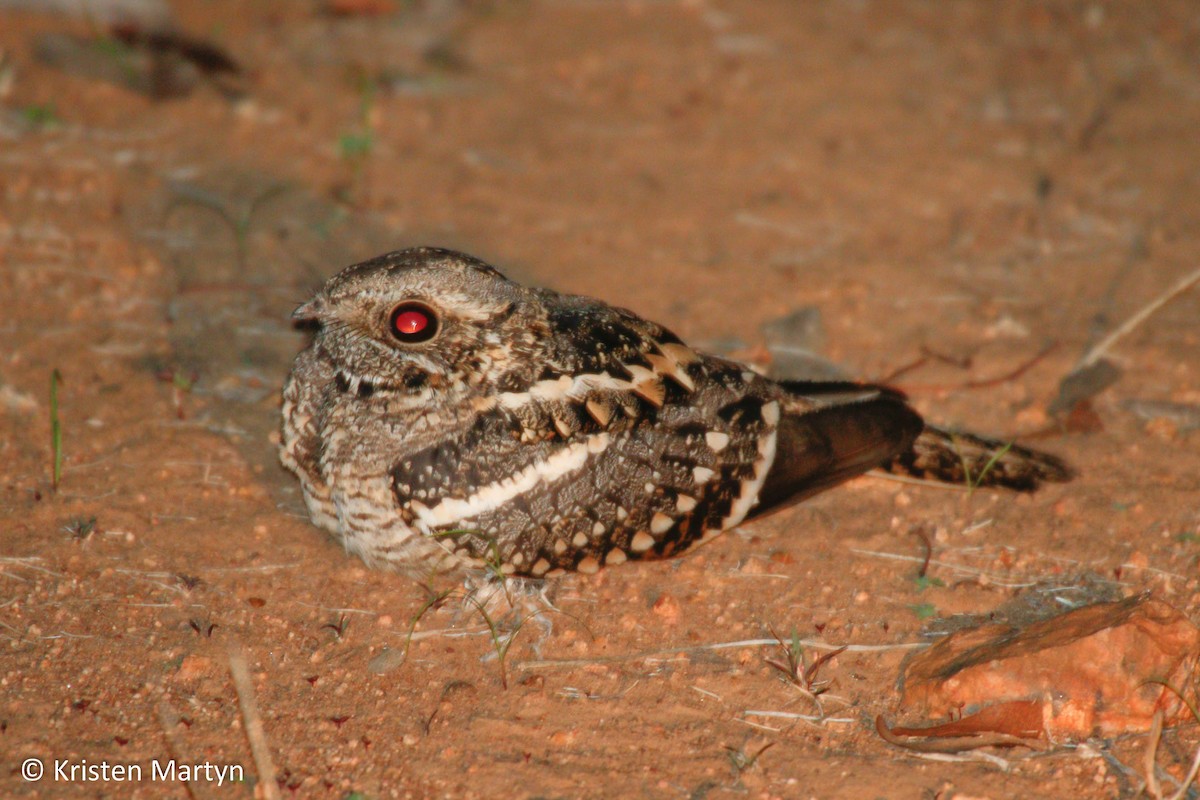 Square-tailed Nightjar - ML482733391