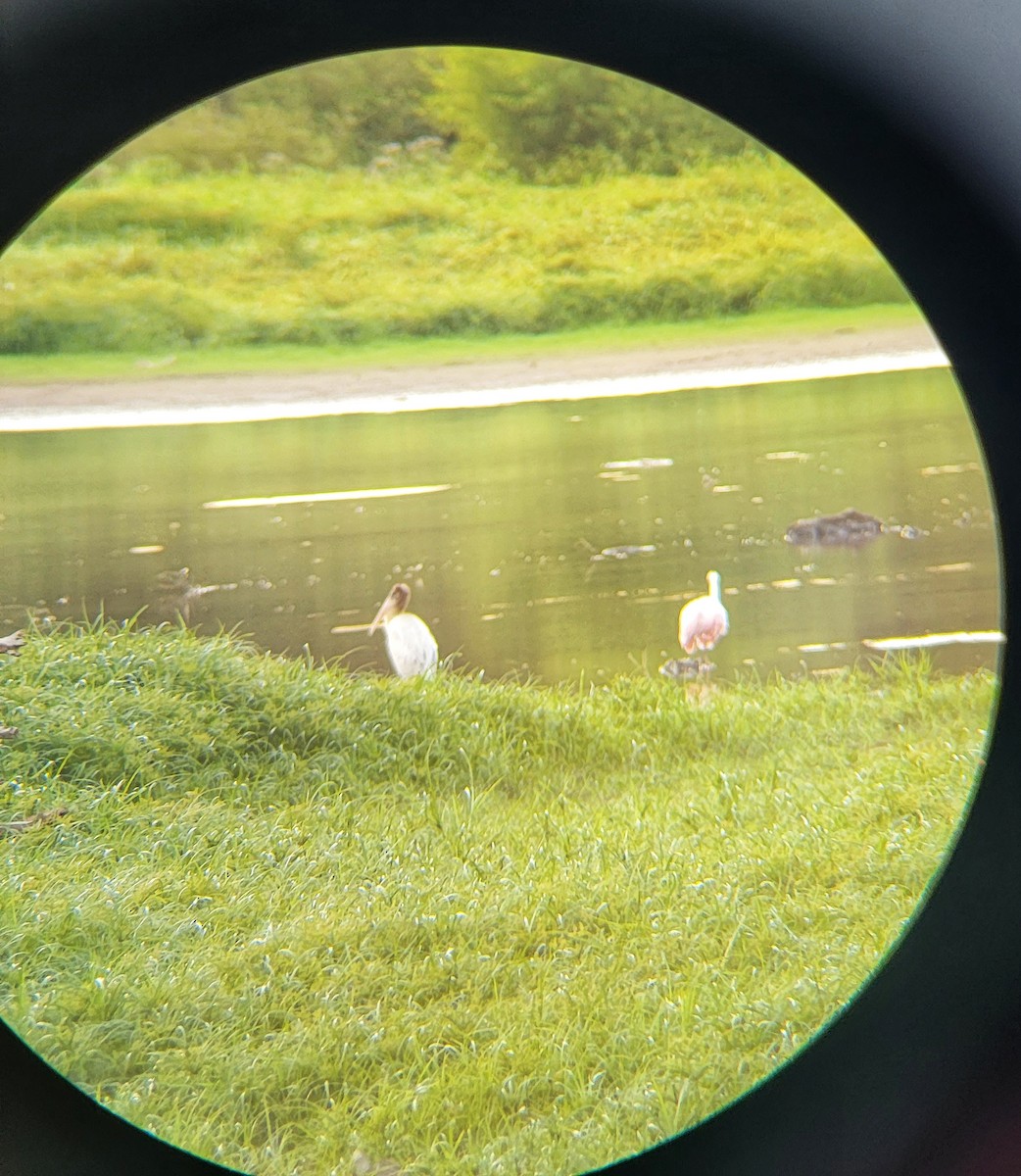Wood Stork - ML482733441