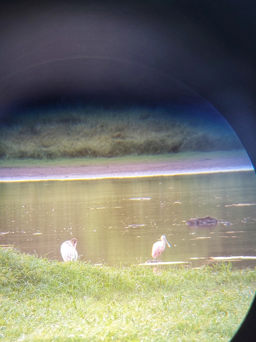 Roseate Spoonbill - ML482733491