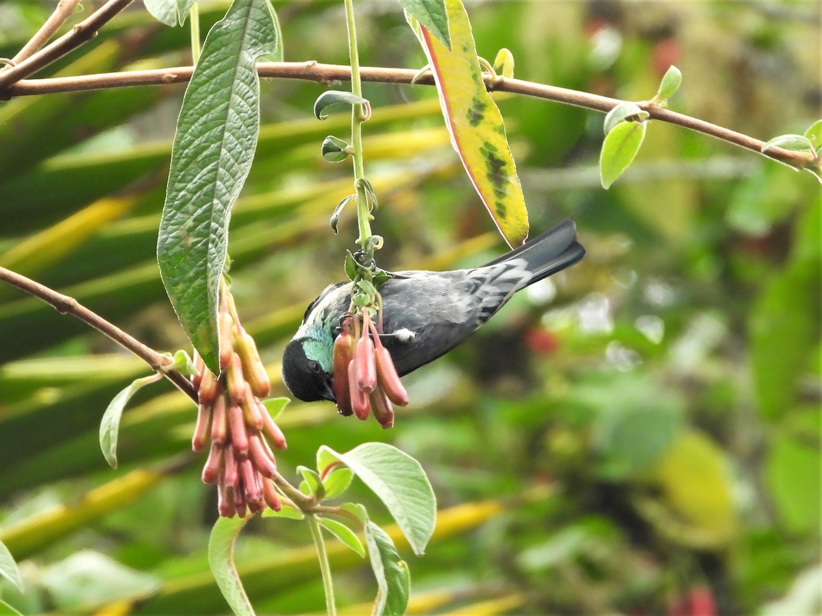 Black-capped Tanager - ML482733651