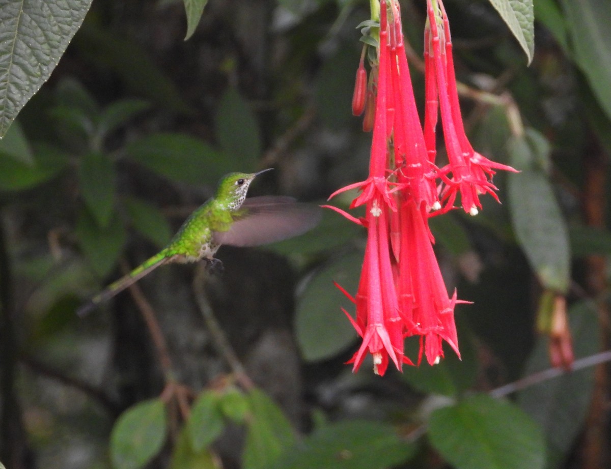 Green-tailed Trainbearer - ML482733871