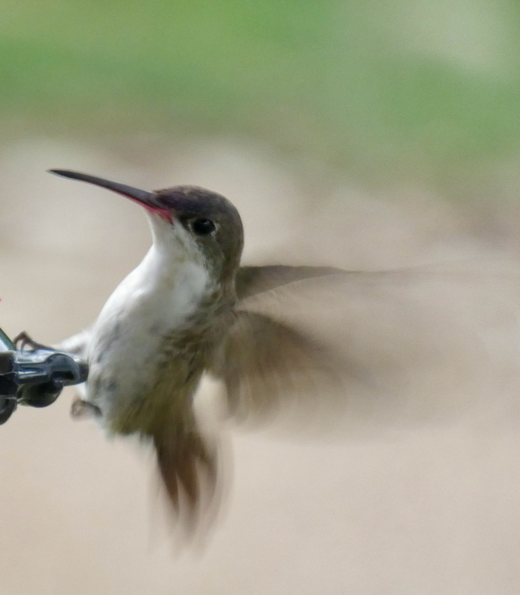 Violet-crowned Hummingbird - ML482734941