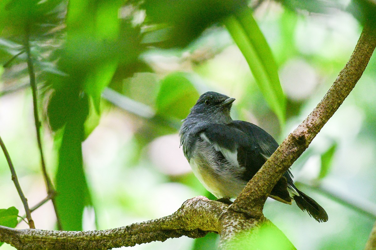 Oriental Magpie-Robin (Oriental) - ML482737301